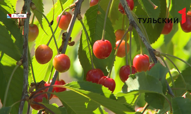 Урожай вишни в Тульской области под угрозой