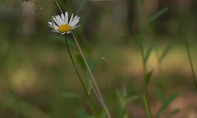 21 мая в Тульской области будет до +26 градусов