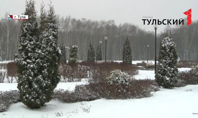  Почему в тульских парках пожелтели туи