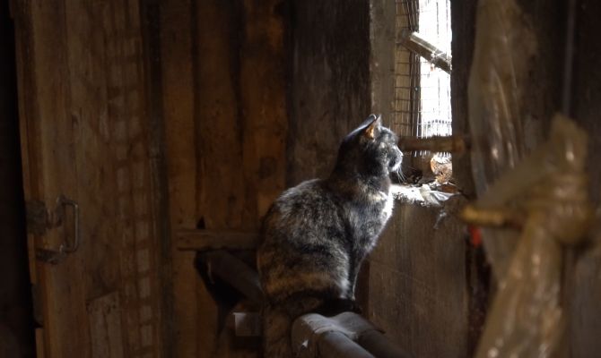В Туле волонтеры пытаются спасти замурованных в подвале кошек