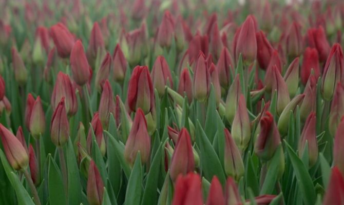 Флорист развенчал мифы о самых популярных цветах на 8 Марта