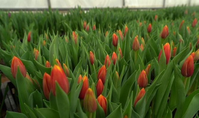 Как продлить жизнь цветам: советы для жителей Тульской области