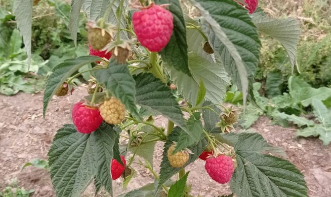 Тульская фирма выращивает ягоды крупнее и слаще импортных аналогов