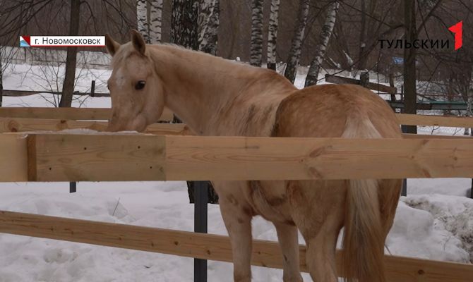 Взрослые инвалиды из Новомосковска смогут заниматься бесплатной верховой ездой