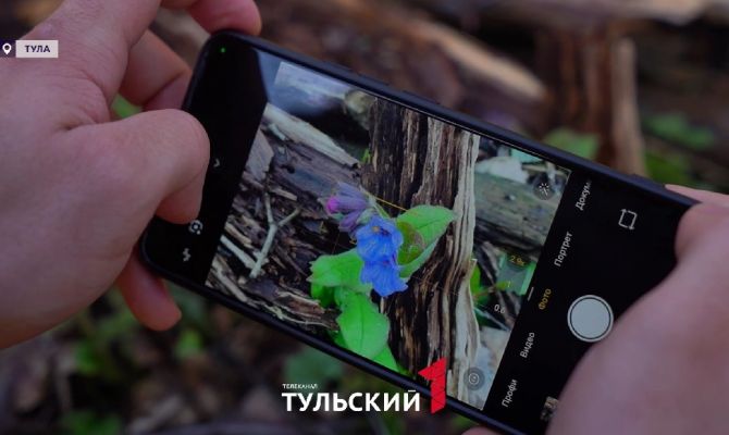 Редкие голубые подснежники зацвели в Тульской области