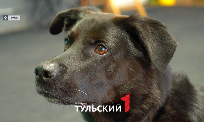 11 июля в Туле пройдет модный показ собак «Гав‑Кутюр»