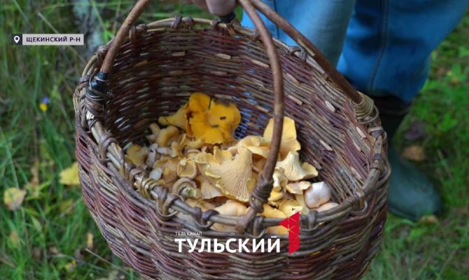 Грибник раскрыл лучшие места «для тихой охоты» в Тульской области