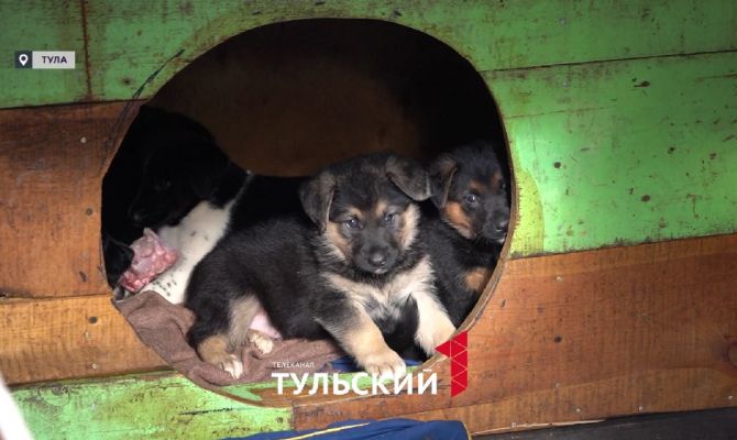 Волонтеры из Тулы спасли шесть брошенных щенков от голода