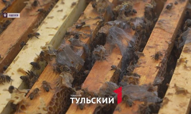 В Тульской области обнаружили тонну меда от неучтенных пчел