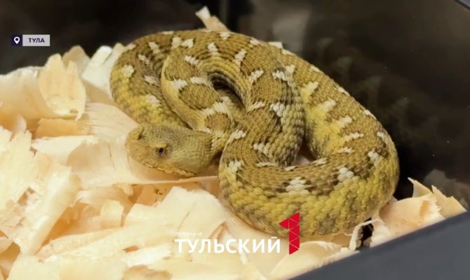 В лесах Тульской области проснулись змеи