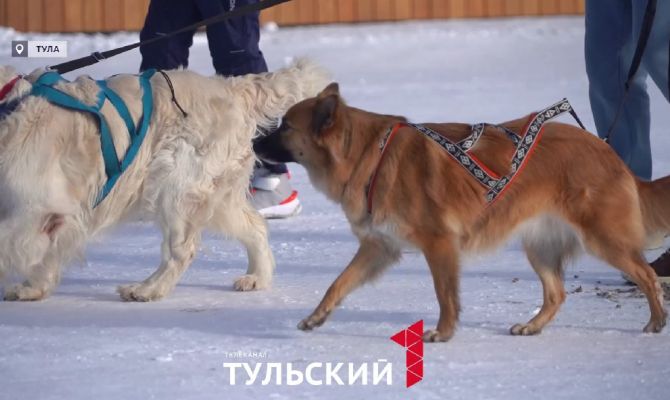 В Туле начали развивать каникросс с собаками
