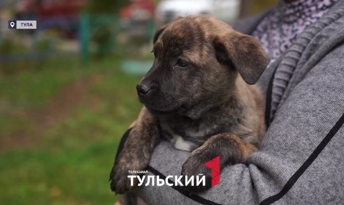 Собачий бизнес: как в Туле зарабатывают на продаже больных щенков