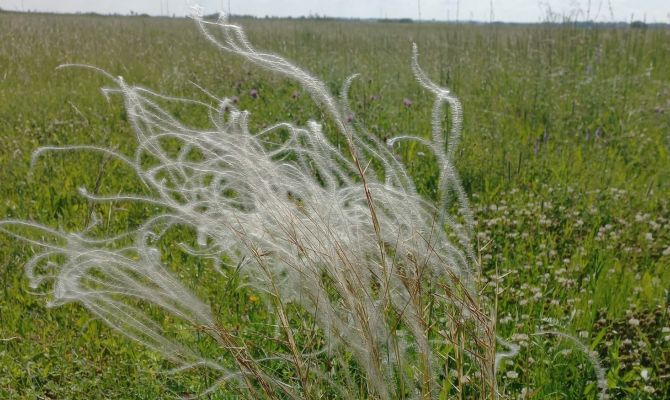 В Тульской области нашли краснокнижное растение