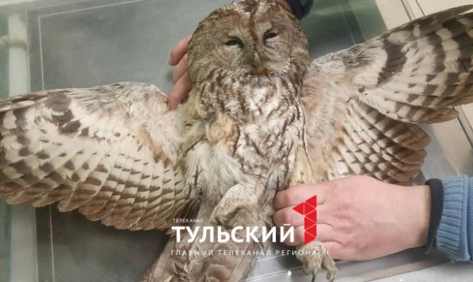 Тульские волонтеры спасли сову со сломанной лапой