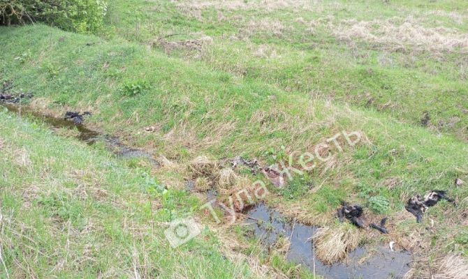 Жители Одоевского района сообщили о свалке трупов телят у ручья: видео