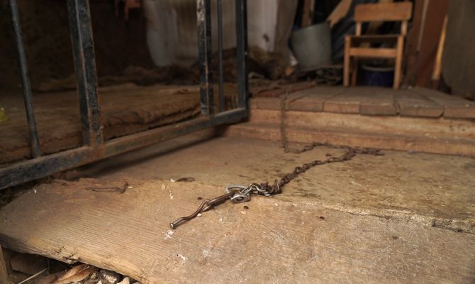 В Новомосковске ищут жестокого убийцу домашней собаки