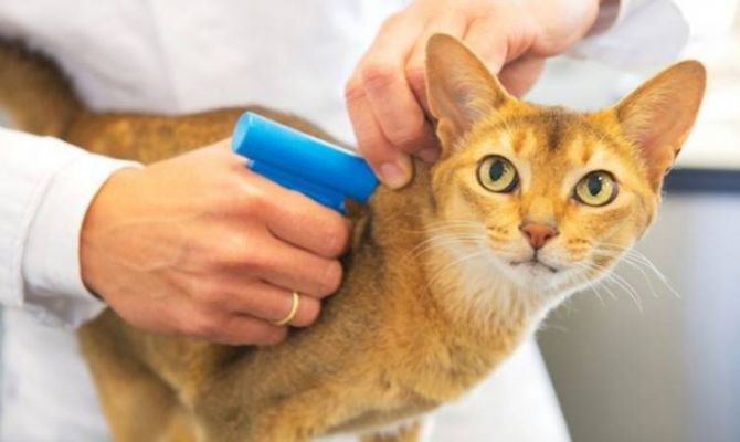 Козы, кошки, рыбки и пчелы: россиян могут обязать маркировать животных