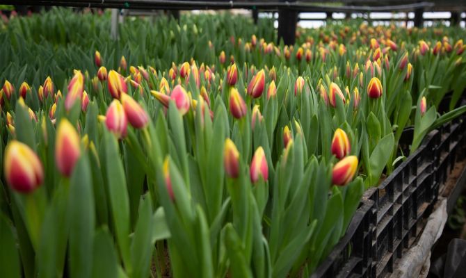 Как тулякам выбрать правильные цветы к 8 Марта: секретами поделились специалисты