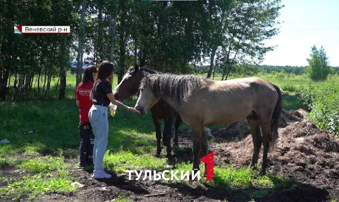 Тулячка спасла десятки обреченных на смерть животных