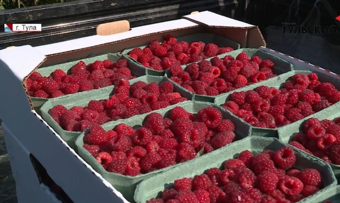 Как собирают малину и землянику в питомниках под Тулой