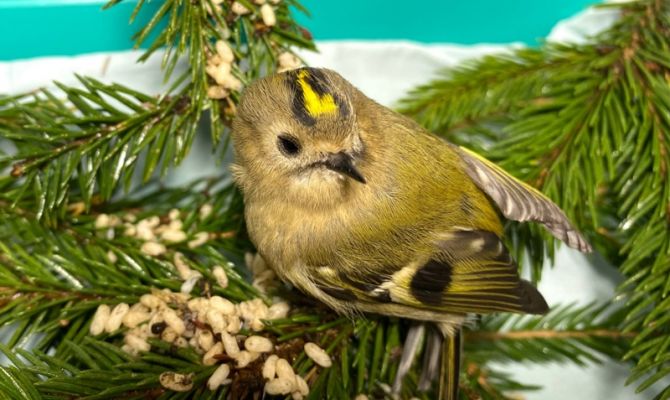 Тульские волонтеры спасли желтоголового королька