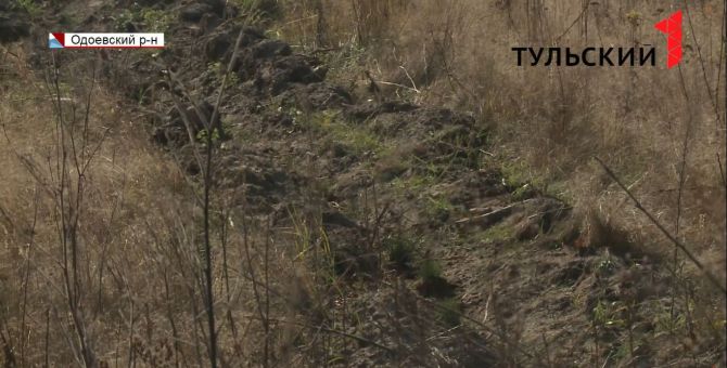 В Одоевском районе высадили сосновый бор