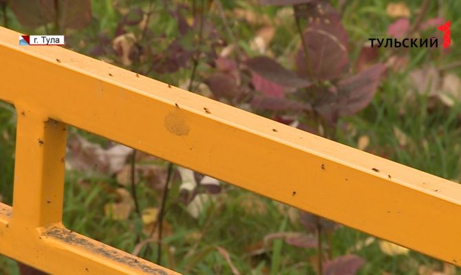 Туляки переживают атаку тли