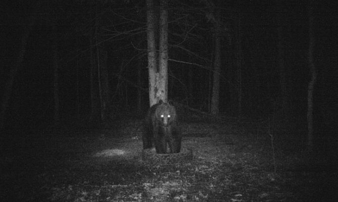 В Суворовском районе сфотографировали бурого медведя