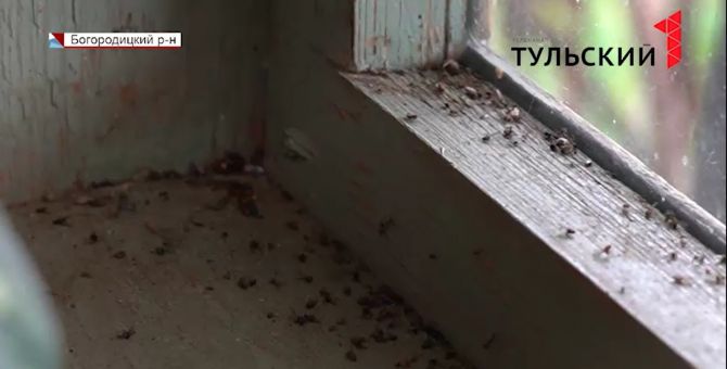 Жителей Богородицкого района атаковали полчища мошек