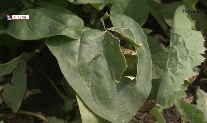 Погибший урожай: тульские фермеры подсчитывают убытки от прошедшего шторма