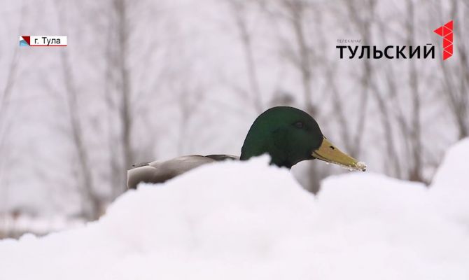 Более 1200 уток остались на зимовку в городской черте Тулы