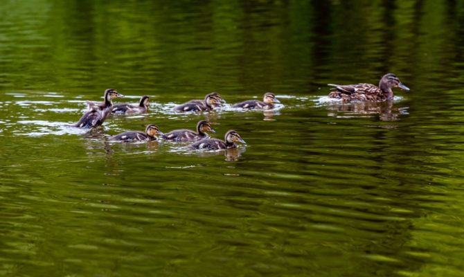 Количество преступлений против экологии в Тульской области выросло на 30,2%
