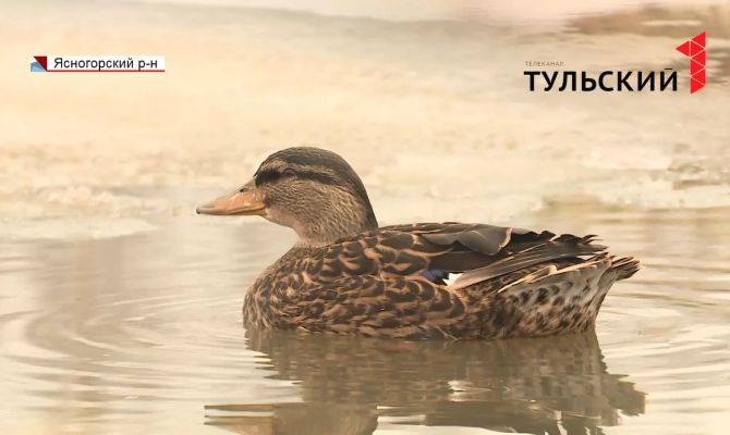 В Тульской области начался сезон охоты на птицу