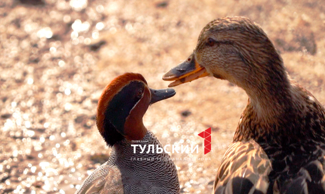 Раскрыто продолжение любовной истории самого маленького селезня и утки из Тулы