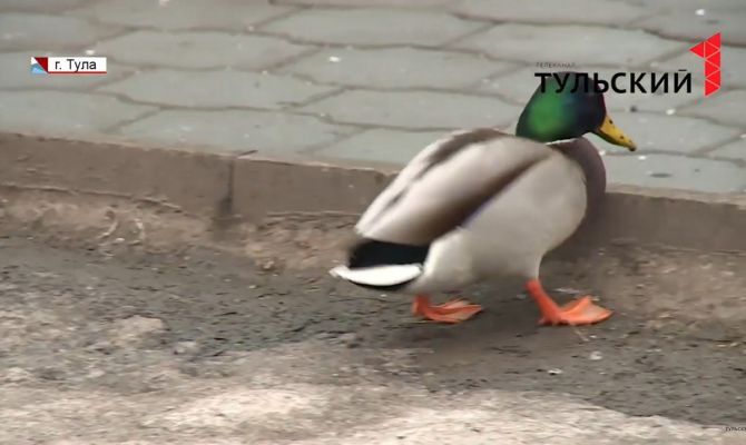 В Туле решили пересчитать всех птиц на зимовке