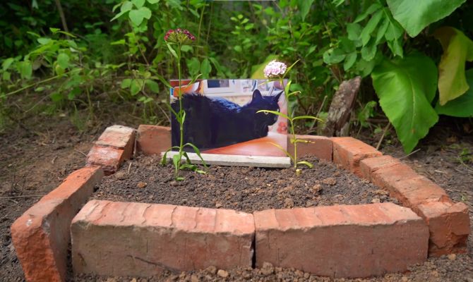 Пьяный туляк до смерти избил кота: соседи добиваются наказания для живодера