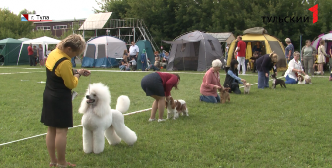 Корги, йорки и хаски боролись за титул чемпиона в Туле