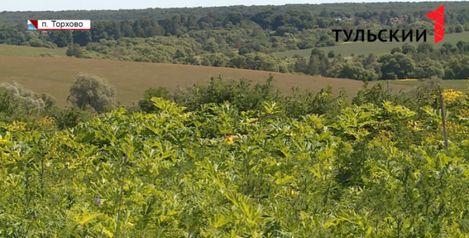 Больше 22 млн рублей выделят на борьбу с борщевиком в Тульской области