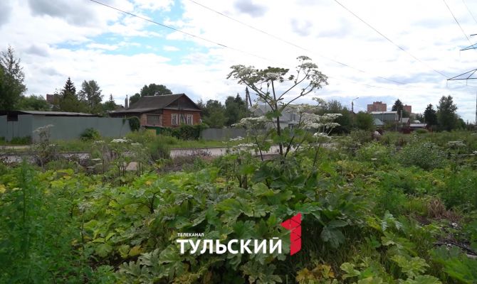 Неравнодушные туляки могут помочь в борьбе с борщевиком