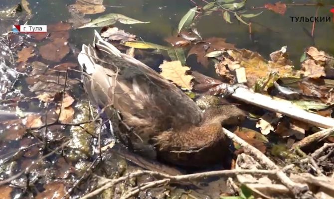 Утиные истории: почему в пруду Платоновского парка в Туле вдруг начали массово гибнуть утки