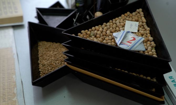 Отделить зерна от плевел: тульские селекционеры под микроскопом осматривают семена для посева-2022