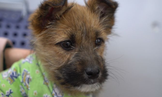 В Узловой месячного щенка разрезали почти пополам и бросили умирать на помойку