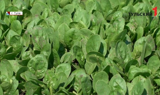 Тульские фермеры подсчитывают убытки от сильного града и дождя