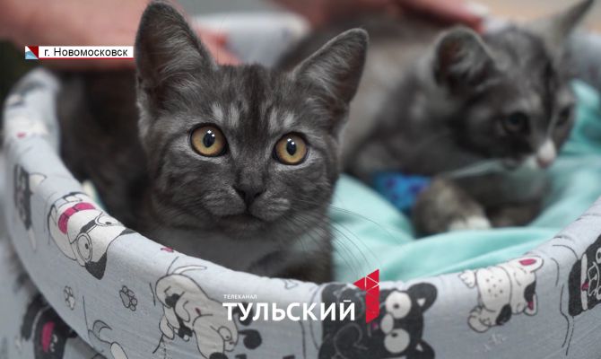 Волонтер из Новомосковска спасла от смерти сотни кошек и собак