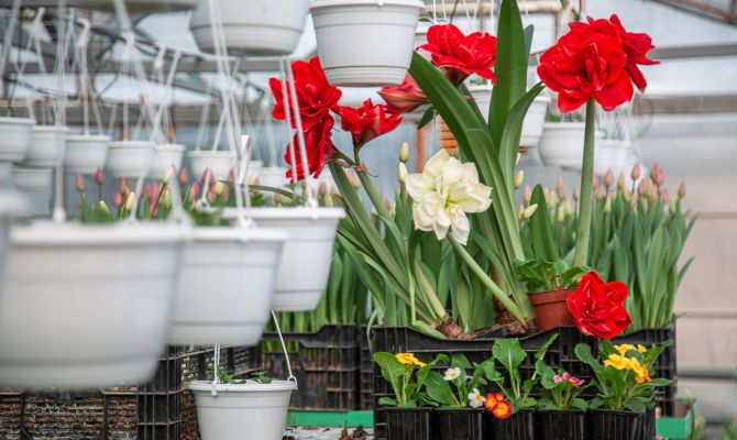 К 8 Марта в Тульской области могут подорожать цветы