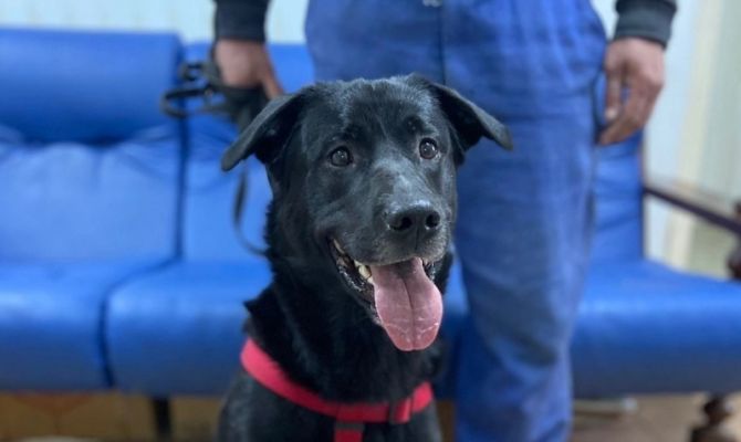 Оставили привязанным в лесу: в Туле ищут новый дом лабрадору Цезарю