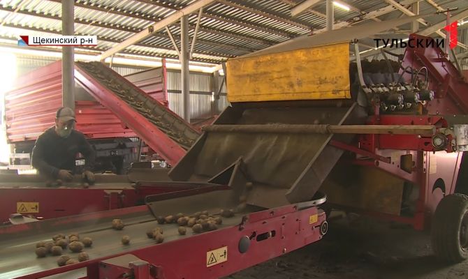 В России предсказывают неурожай картофеля: какая ситуация в Тульской области