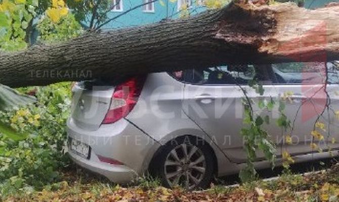 В Туле упавшие деревья разбили автомобиль и заблокировали движение