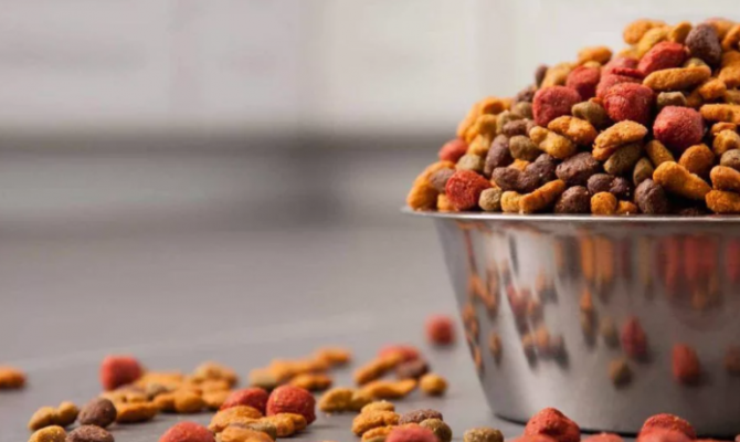 Безопасность кормов для собак проверило Роскачество