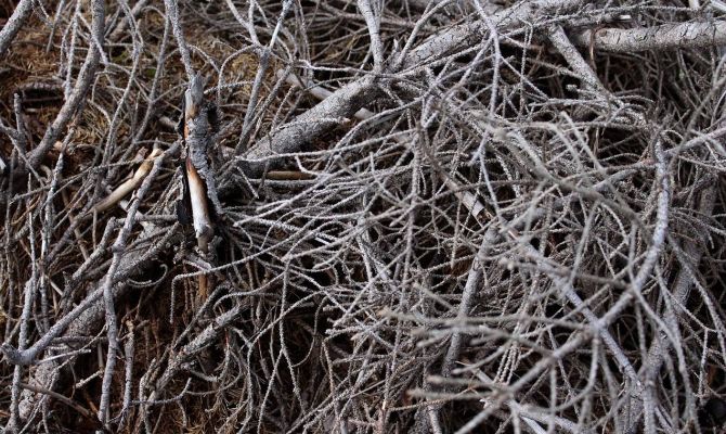 Россиянам могут разрешить собирать валежник